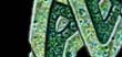 Masthead