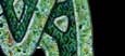 Masthead