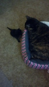 IMG_20130927_094554_132