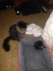 Precious watching Nyx play