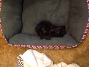 Playing with her paws