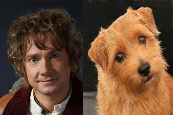 Bilbo Baggins and a Norfolk Terrier