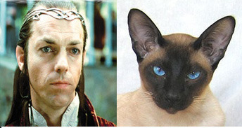 hobbitelrondpet copy