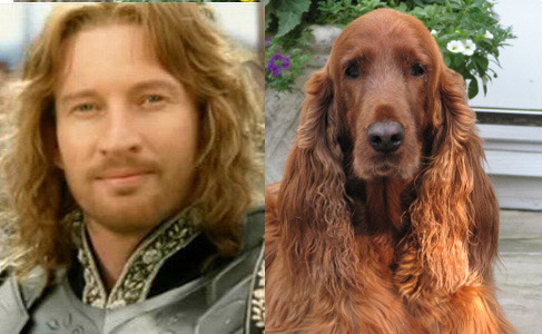 Faramir and an Irish Setter