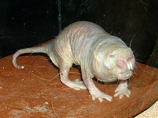 Source: http://commons.wikimedia.org/wiki/File:Nacktmull.jpg