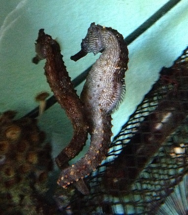 13E07 seahorse dance