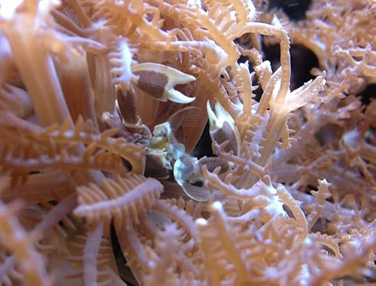 13E07 porcelain crab feeding