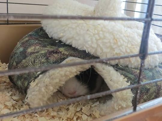 Photo: It was cold last night so I gave Cookie his acorn house again. He likes to be tucked in and toasty.
