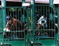 Sometimes, when the horses are waiting to run, they get ALL FRACTIOUS in these starting gates, and KICK AND KICK! It is all very worrisome.