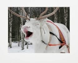 THIS IS ONE HAPPY REINDEER!