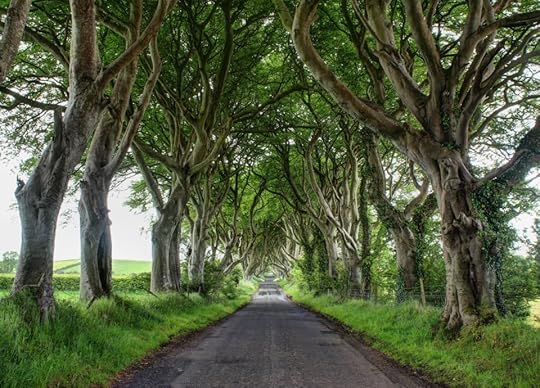 Dark Hedges