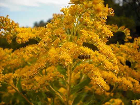 Goldenrod