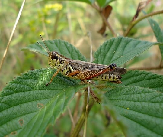 grasshopper