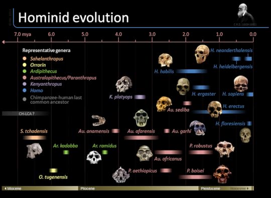 timeline-of-hominid-evolution_517f2065cdb2b