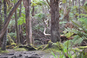trees near the lava tubes