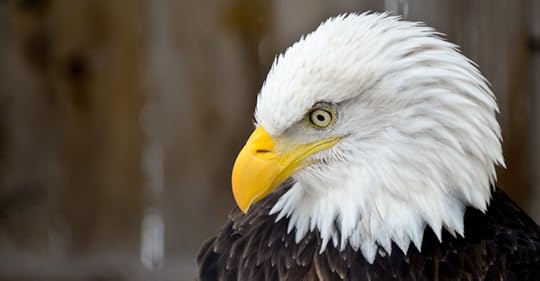 baldeagle