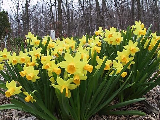 Associated with Venus and water, daffodil is used to promote love, fertility, and luck.