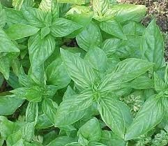 Basil in your pocket or on your threshold will attract wealth and prosperity.