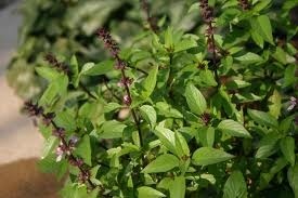 Ground allspice, burnt as incense, will attract wealth.