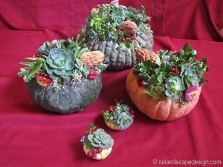 Succulent Pumpkin Trio 1