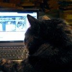 Sydney Cat Bad Agent