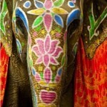 elephant close up