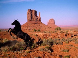 American-black-mustang-horse-Wallpaper