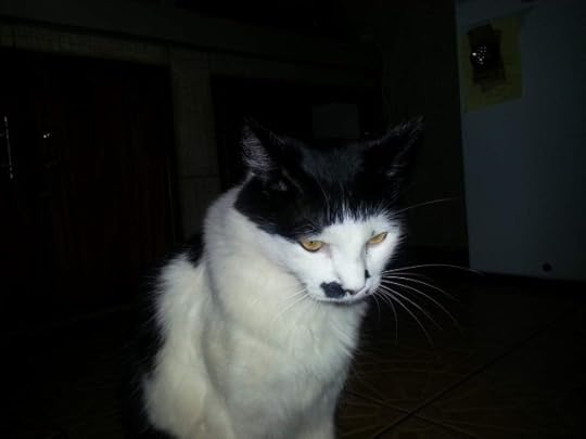 The only photo to this stop-gap post - Shadow the cat. Love these creatures - If borders weren't such a pain in the ass I'd find a way to get one on a basket and tour with one.