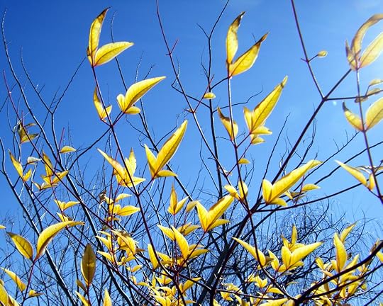 Golden Details by Rosa Say