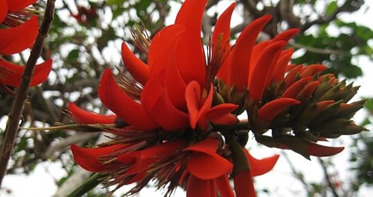 IndianCoral_4975 by Rosa Say