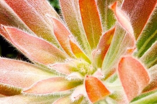 Protea_4022_2 by Rosa Say