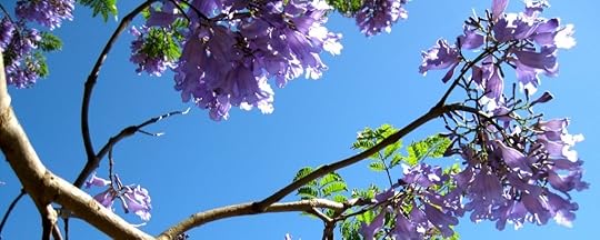 Jacaranda_2180 by Rosa Say