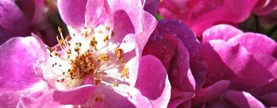 Pink Blush Roses_1497 by Rosa Say