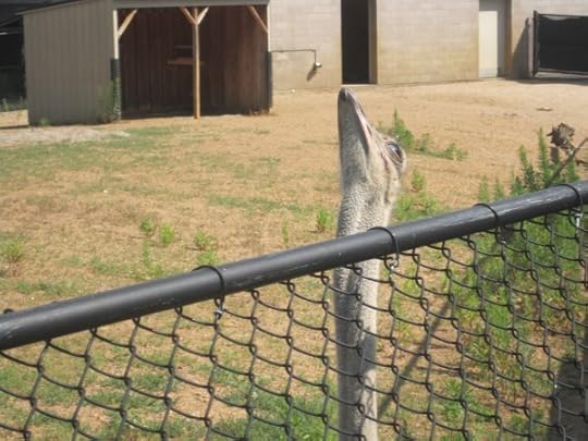 como zoo 005