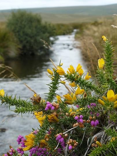 Heather and Gorse on Dartmoor by David Thiérrée