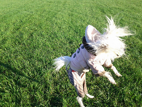 Petal catching a ball on a cold wet sunny morning--and having so much fun. :)