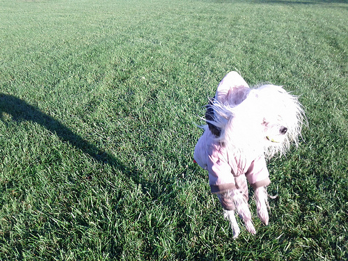 Petal catching the ball again so happily, her face and ears wet from the grass.