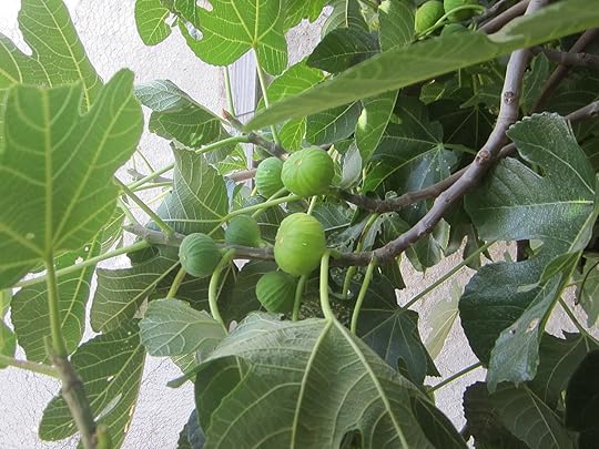 Rip (yellow-green) and unripe figs.