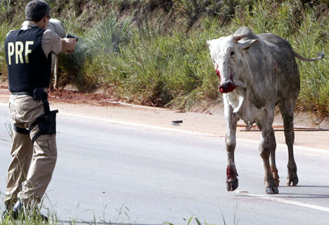 police-shooting-bull