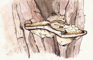 I went birding on a 'too windy' day and ended up huddled behind a tree. Did this sketch of a fungus.