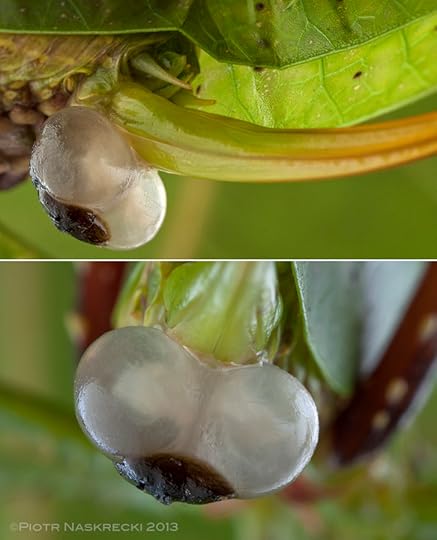 What looks like a pair of testicles at the base of a female's ovipositor is the spermatophylax, a nuptial gift produced by the male during mating. It consists mostly of nutritious carbohydrates and proteins, and is subsequently consumed by the female. Its presence ensures that the male's sperm has enough time to enter the females genital opening, and effectively prevents her from mating with another partner, at least for some time. The nutrients in the spermatophylax also contribute to the fitness of his and her offspring.