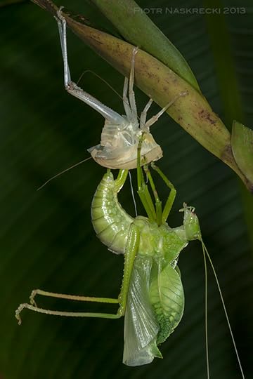 A molting female of Phyllophorella woodfordi from the Solomon Islands.