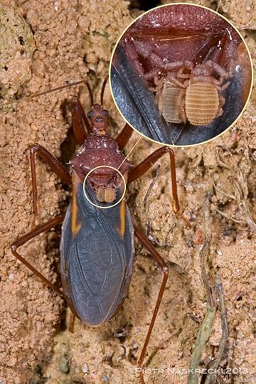 I missed this one – an African assassin bug from Guinea also has phoretic mites and pseudoscorpions, but I only noticed them while processing this photo. It is possible that their natural history parallels that of the Neotropical Harlequin beetle and its passengers.