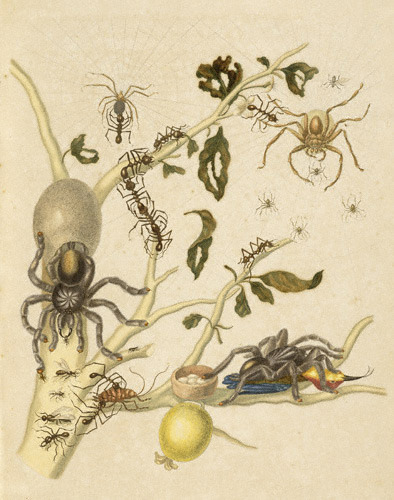 Art by Maria Sibylla Merian