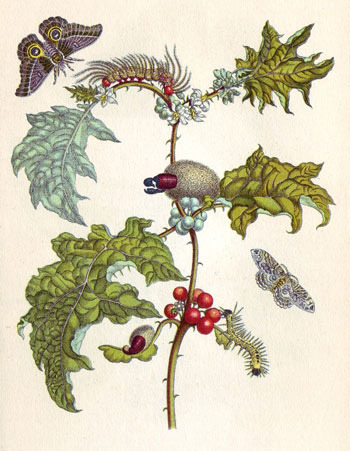Art by Maria Sibylla Merian