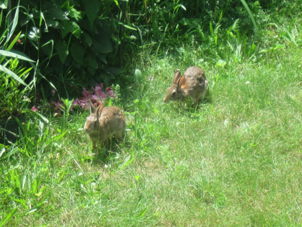 Rabbits