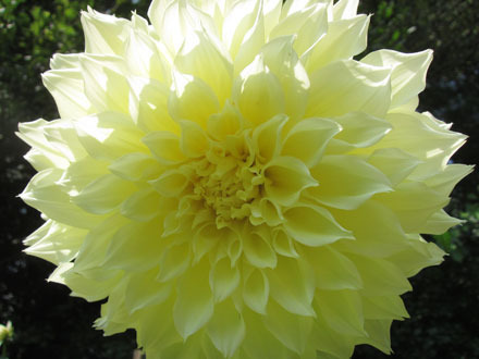 Dahlia