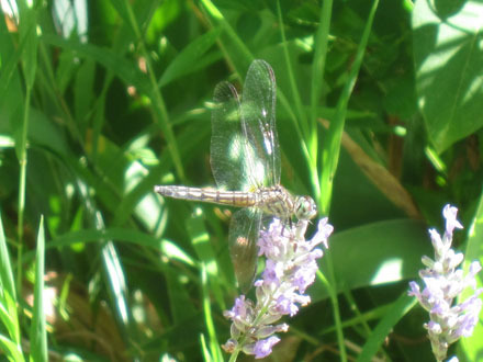 Dragonfly