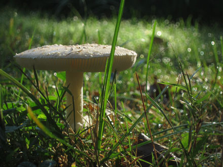Mushroom