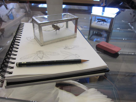 Tablet and insect